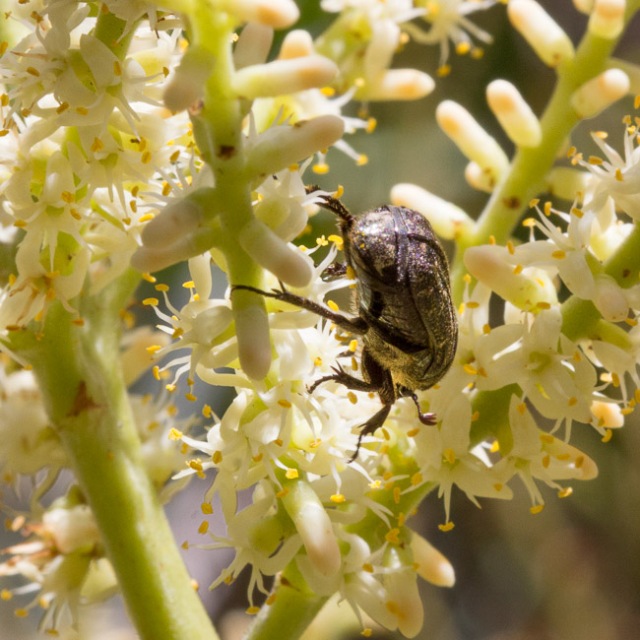 Beetle on Saw Palmetto Flower